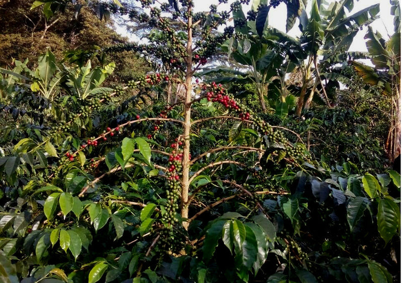 Ecuador Pichincha Galo Morales Cruz Loma Honey Caturra - *51802* - 27277-1 - 69.0 kg GrainPro Bags - SPOT RCWHSE