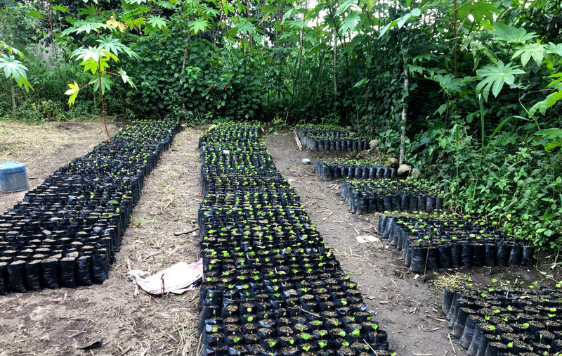 Crown Jewel Ecuador Pichincha Galo Morales Anaerobic Washed Typica & Sidra CJ1475 - *51806* - 27278 - SPOT RCWHSE