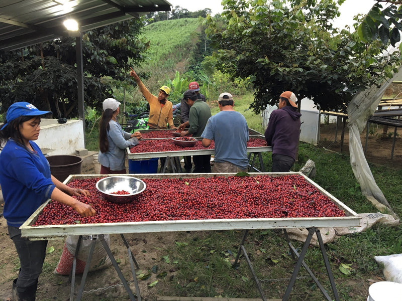 Ecuador Pichincha Verena Stagg Finca Meridiano Typica - *51804* - 27274-1 - 69.0 kg GrainPro Bags - SPOT RCWHSE