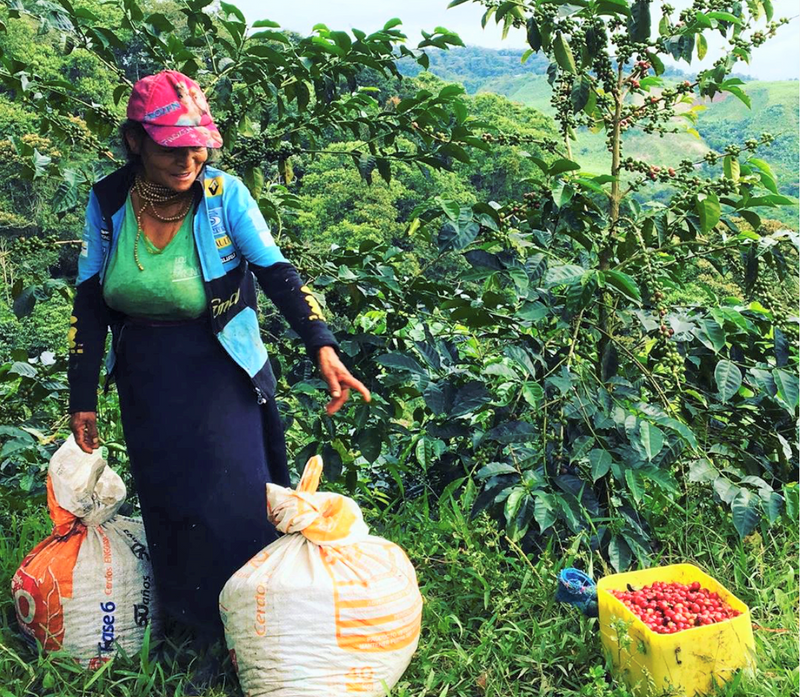 Ecuador Pichincha Verena Stagg Finca Meridiano Typica - *51804* - 27274-1 - 69.0 kg GrainPro Bags - SPOT RCWHSE