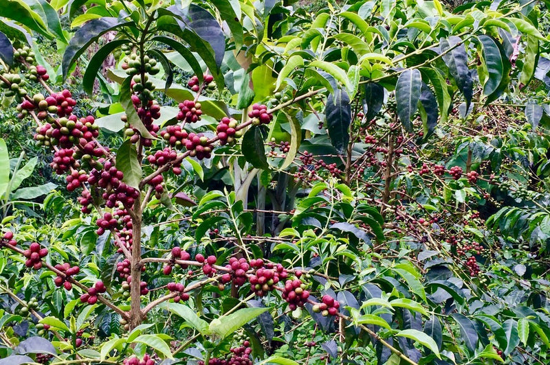 Ecuador Pichincha Verena Stagg Finca Meridiano Typica - *51804* - 27274 - 69.0 kg GrainPro Bags - SPOT RCWHSE