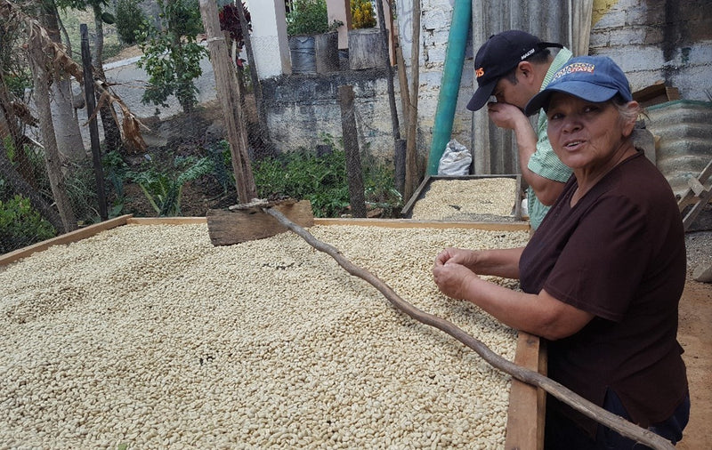 Ecuador Loja Blend 85+ - *51755* - 25440-1 - 69.0 kg GrainPro Bags - SPOT RCWHSE