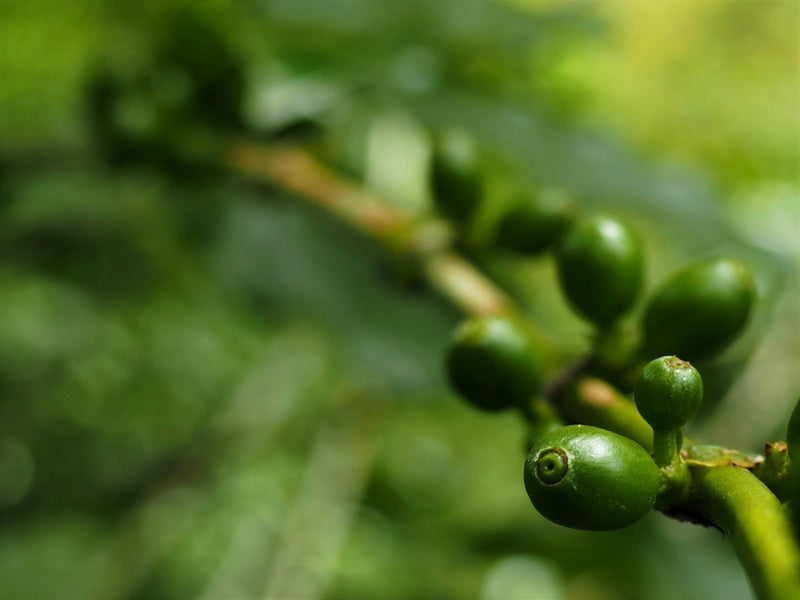 Ecuador Loja Blend 85+ - *51755* - 25440-1 - 69.0 kg GrainPro Bags - SPOT RCWHSE