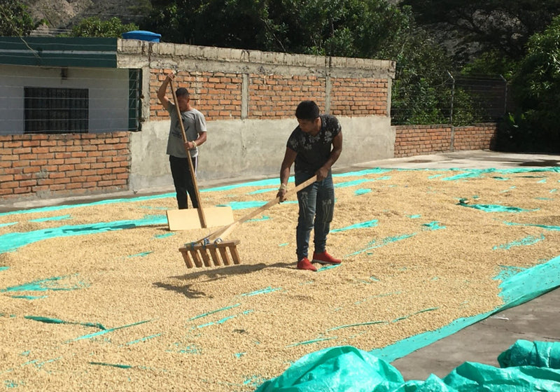Ecuador Loja Panuma Blend - 29993-2 - GrainPro Bags - SPOT RCWHSE