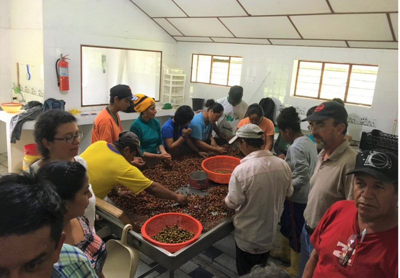 Ecuador Loja Panuma Blend - 29993-2 - GrainPro Bags - SPOT RCWHSE