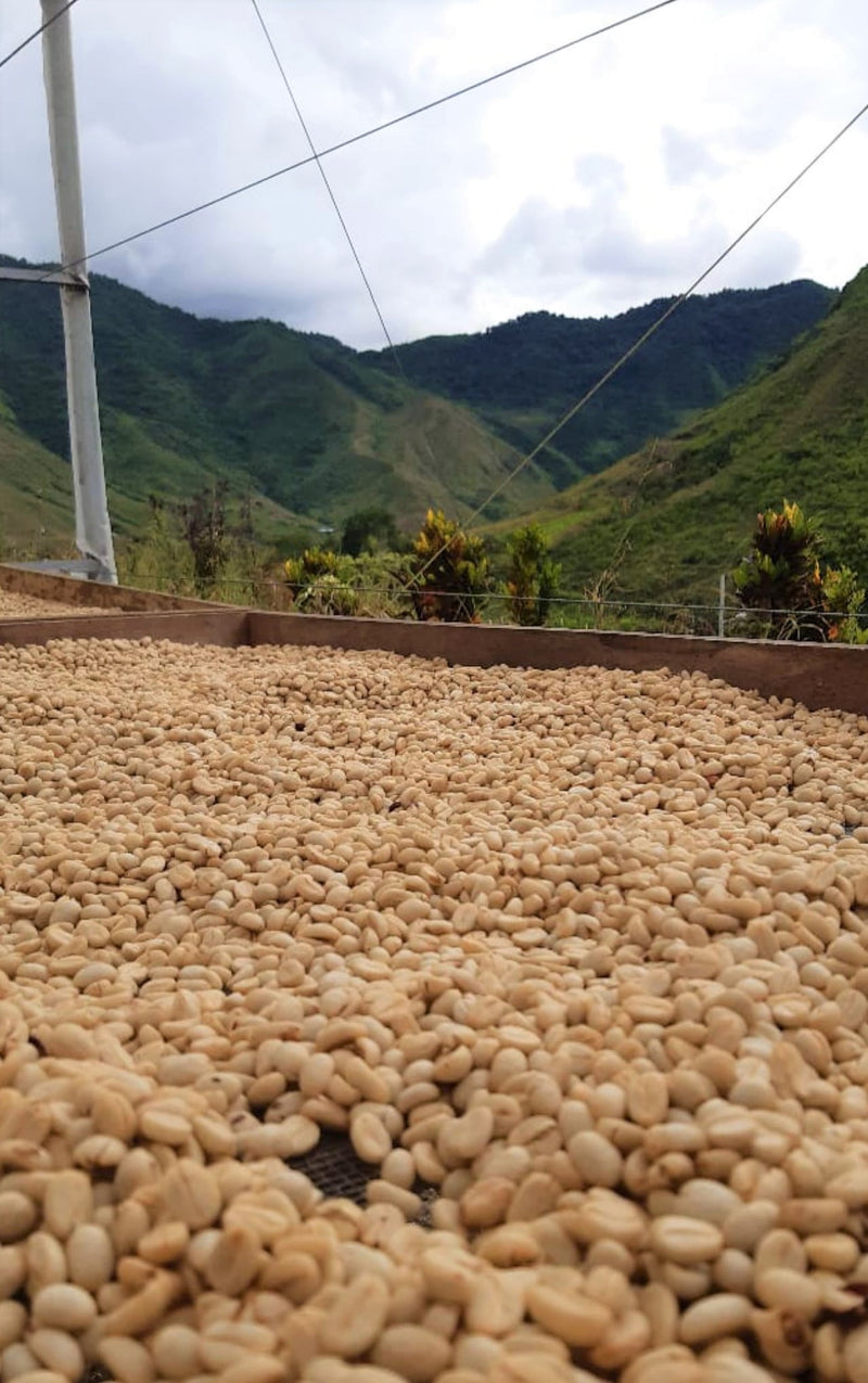 Ecuador Loja Panuma Blend - 29993-2 - GrainPro Bags - SPOT RCWHSE