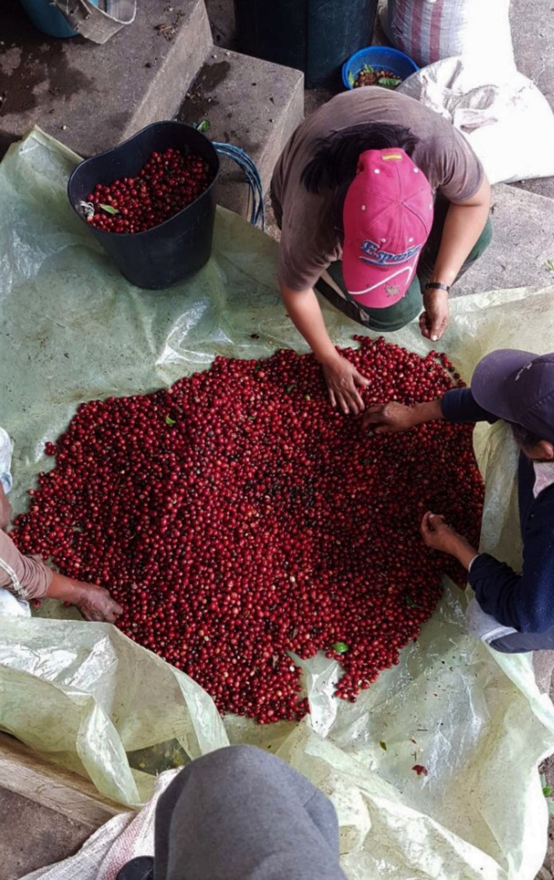 Ecuador Loja Ruth Gualan Honey Caturra - 29997 - GrainPro Bags - SPOT RCWHSE