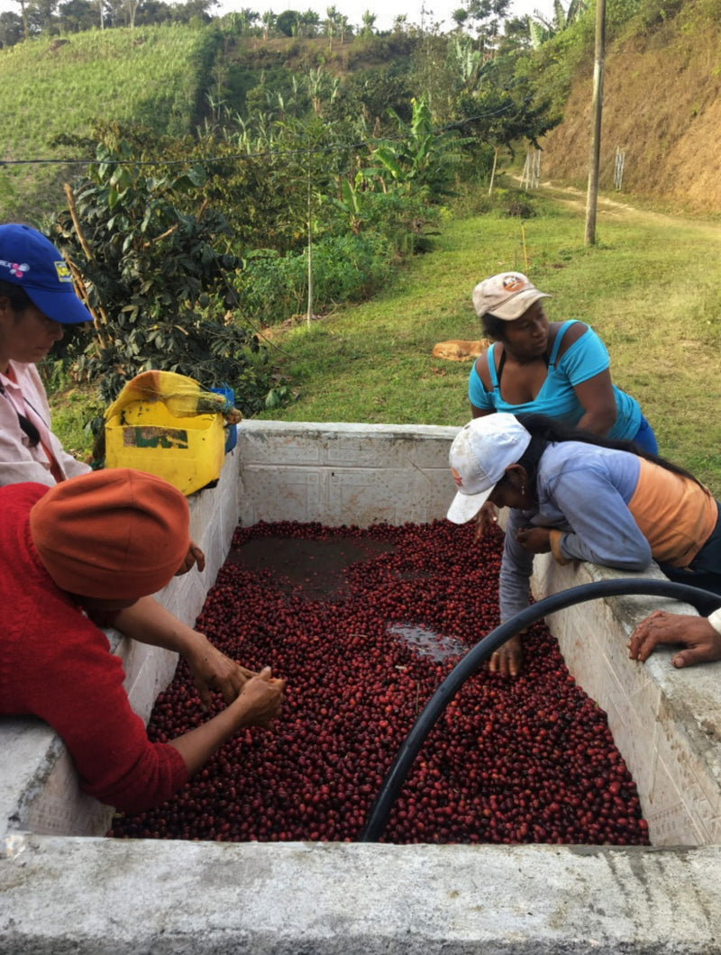 Ecuador Loja Ruth Gualan Honey Caturra - 29997 - GrainPro Bags - SPOT RCWHSE
