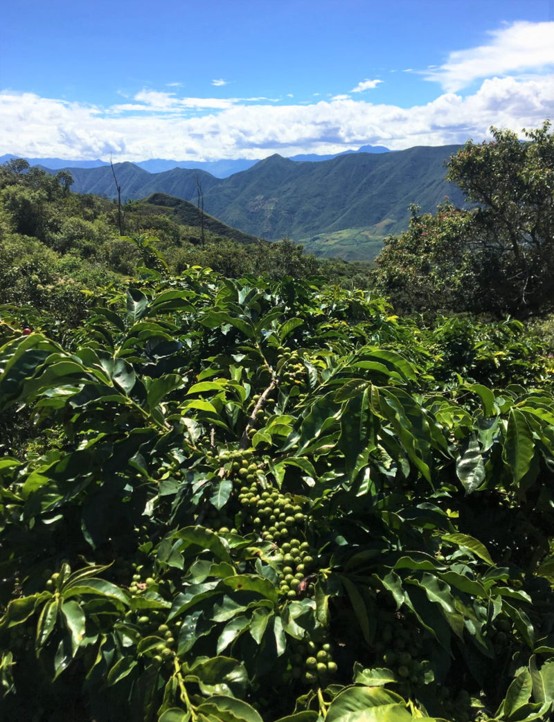 Ecuador Loja Ruth Gualan Honey Caturra - 29997 - GrainPro Bags - SPOT RCWHSE