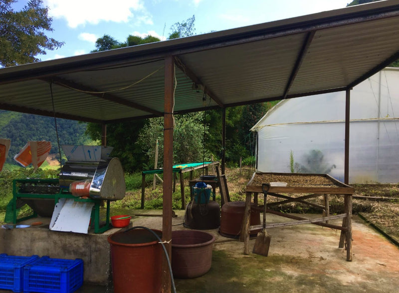 Ecuador Loja Ruth Gualan Honey Caturra - 29997 - GrainPro Bags - SPOT RCWHSE