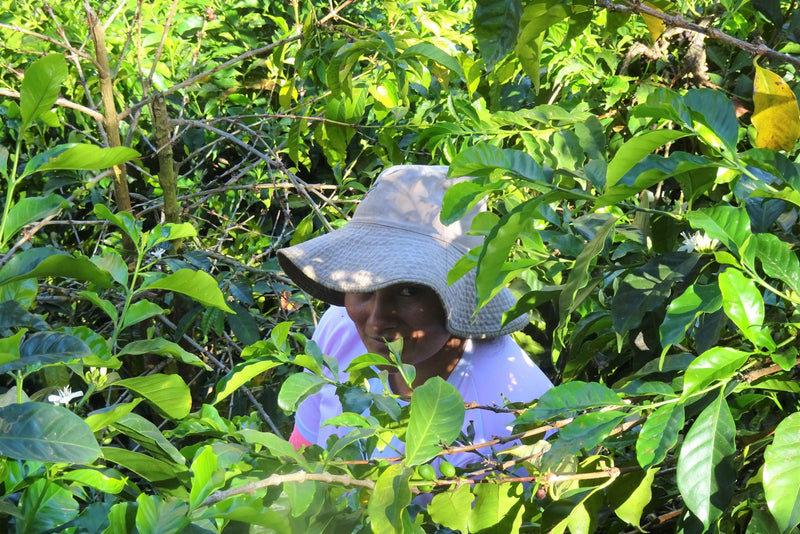 Ecuador Loja Saraguro Hacienda La Papaya Anaerobic Typica - 30034 - 25.0 kg Boxes - SPOT RCWHSE