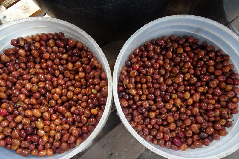 Ecuador Loja Saraguro Hacienda La Papaya Anaerobic Typica - 30034 - 25.0 kg Boxes - SPOT RCWHSE