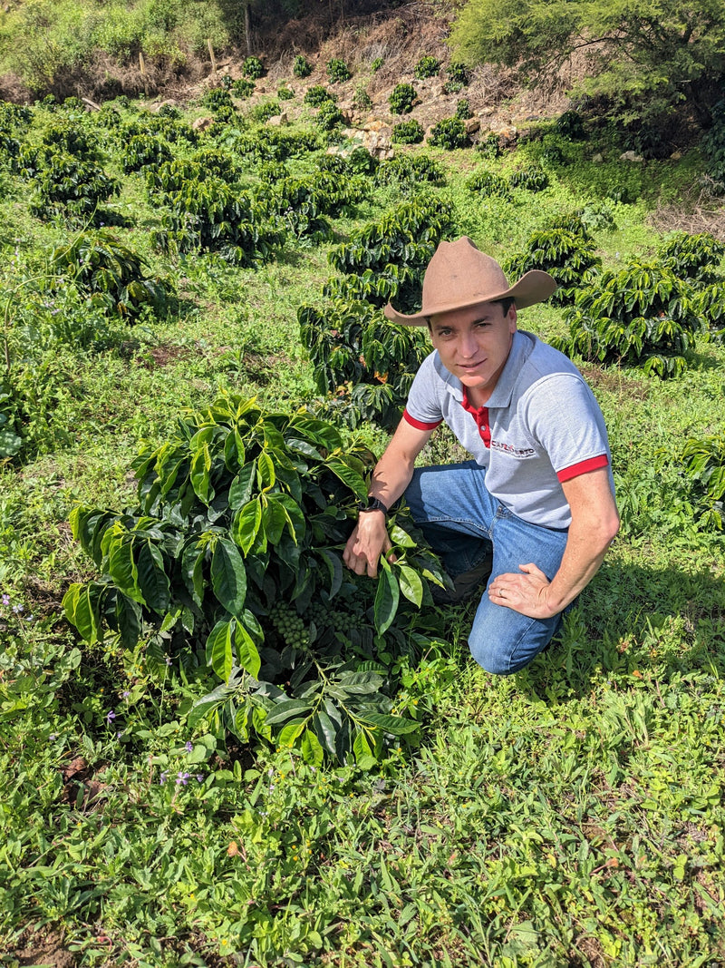 Ecuador Loja Saraguro Hacienda La Papaya Washed Typica - 30032 - 25.0 kg Boxes - SPOT RCWHSE