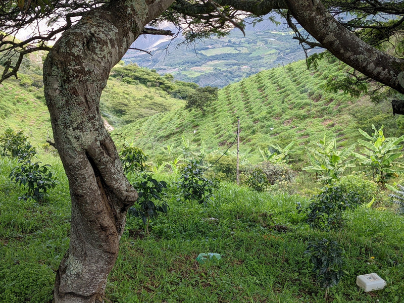 Ecuador Loja Saraguro Hacienda La Papaya Washed Typica - 30032-2 - 25.0 kg Boxes - SPOT RCWHSE
