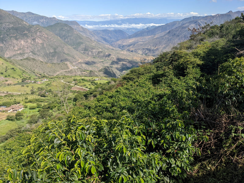 Ecuador Loja Saraguro Hacienda La Papaya Washed Typica - 30032 - 25.0 kg Boxes - SPOT RCWHSE