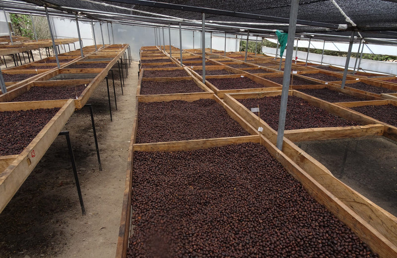 Crown Jewel Ecuador Saraguro Juan Peña Natural Typica - *CJ1464* - 27125 - SPOT RCWHSE