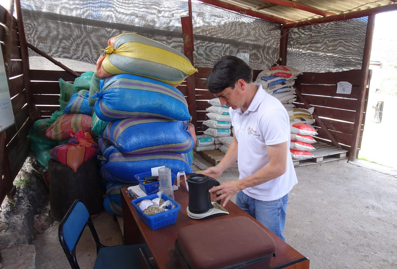 Ecuador Loja Saraguro Hacienda La Papaya Oak Barrel Natural Typica - 30033 - 25.0 kg Boxes - SPOT RCWHSE