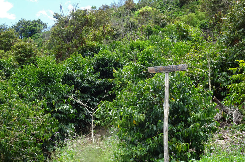 Ecuador Loja Saraguro Hacienda La Papaya Oak Barrel Natural Typica - *51970* - 27282-1 - 25.0 kg Box/Vacuum Pack - SPOT RCWHSE