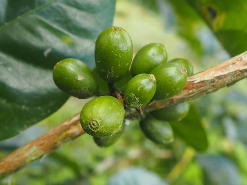 Ecuador Loja Saraguro Hacienda La Papaya Oak Barrel Natural Typica - 30033-1 - 25.0 kg Boxes - SPOT RCWHSE