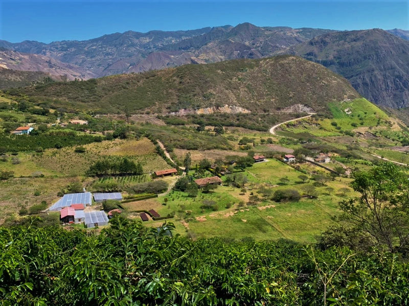 Ecuador Loja Saraguro Hacienda La Papaya Oak Barrel Natural Typica - *51970* - 27282-1 - 25.0 kg Box/Vacuum Pack - SPOT RCWHSE
