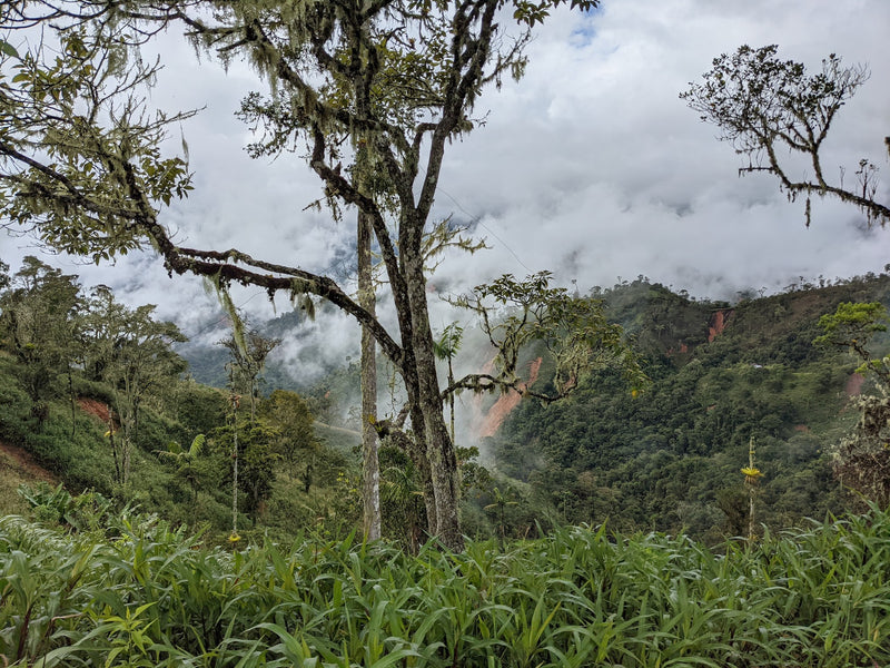 Ecuador Morona Santiago Juan Peña Presents Limon Indanza Blend - *51963* - 27281 - 25.0 kg GrainPro Bags - SPOT RCWHSE