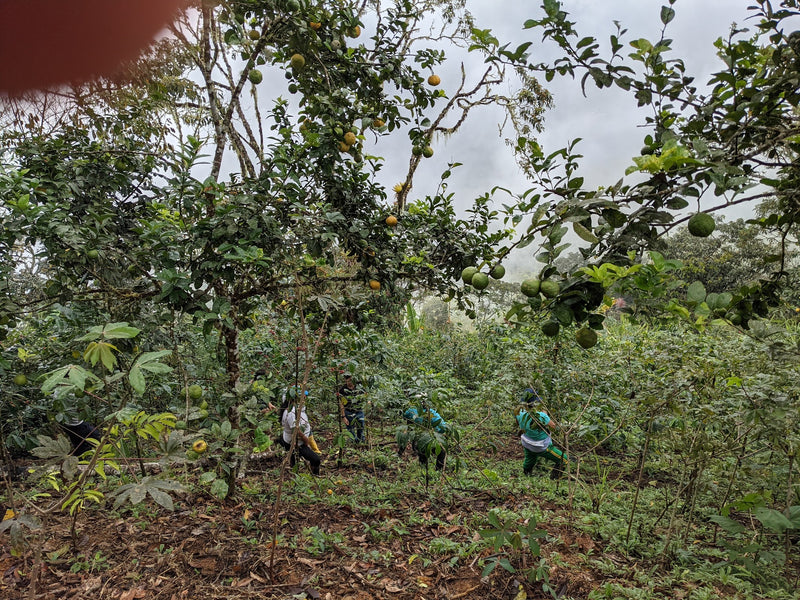 Ecuador Morona Santiago Juan Peña Presents Limon Indanza Blend - *51963* - 27281 - 25.0 kg GrainPro Bags - SPOT RCWHSE
