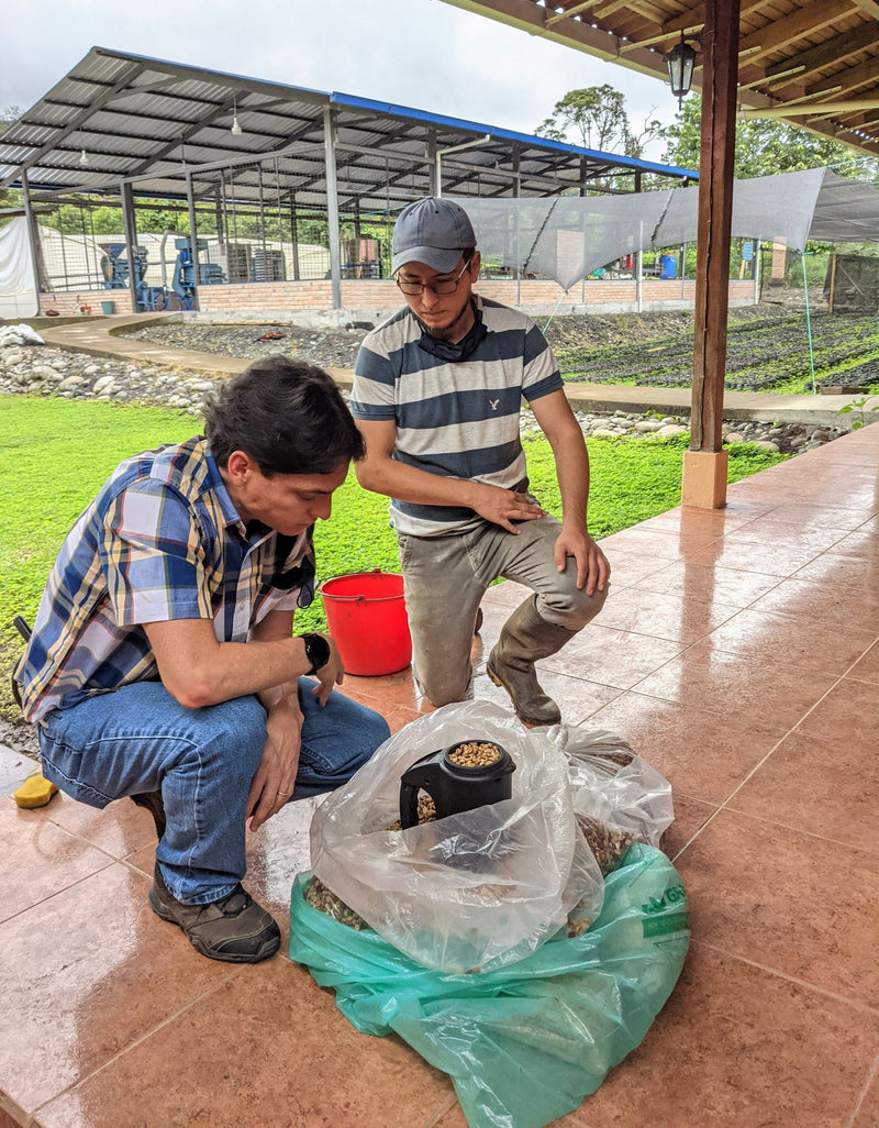 Ecuador Farmgate Morona Santiago Juan Peña Presents Taisha Blend - *51964* - 27280-2 - 25.0 kg Box/Vacuum Pack - SPOT RCWHSE