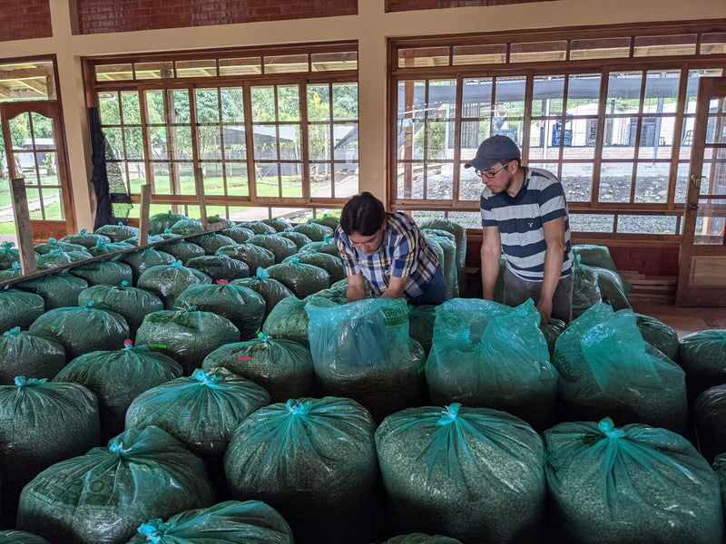 Ecuador Farmgate Morona Santiago Juan Peña Presents Taisha Blend - *51964* - 27280-2 - 25.0 kg Box/Vacuum Pack - SPOT RCWHSE