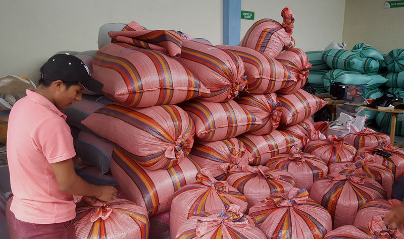 Ecuador Zamora Chinchipe Bracamoros Blend 85+ - *52260* - 27284-1 - 69.0 kg GrainPro Bags - SPOT RCWHSE