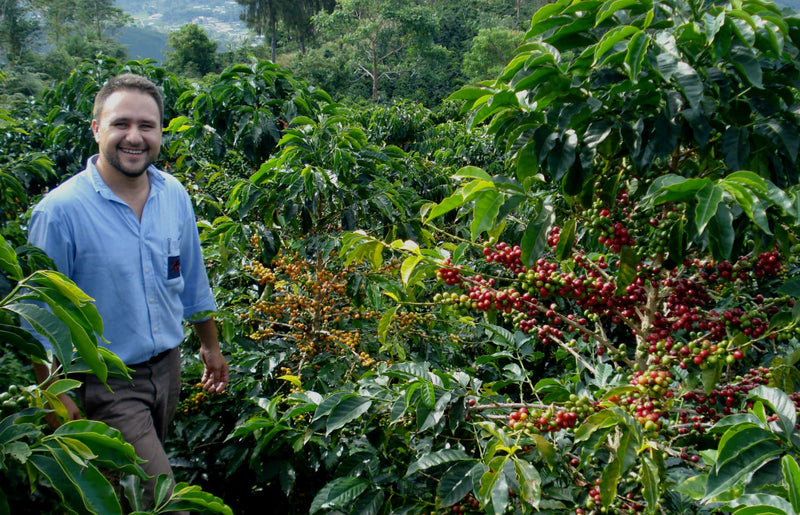 Ecuador Pichincha Galo Morales Cruz Loma Natural Bourbon - 29995-1 - 30.0 kg Box/Vacuum Pack - SPOT RCWHSE