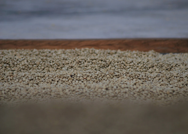 Ecuador Pichincha Imbabura Chirimoya - *51805* - 27275 - 69.0 kg GrainPro Bags - SPOT RCWHSE