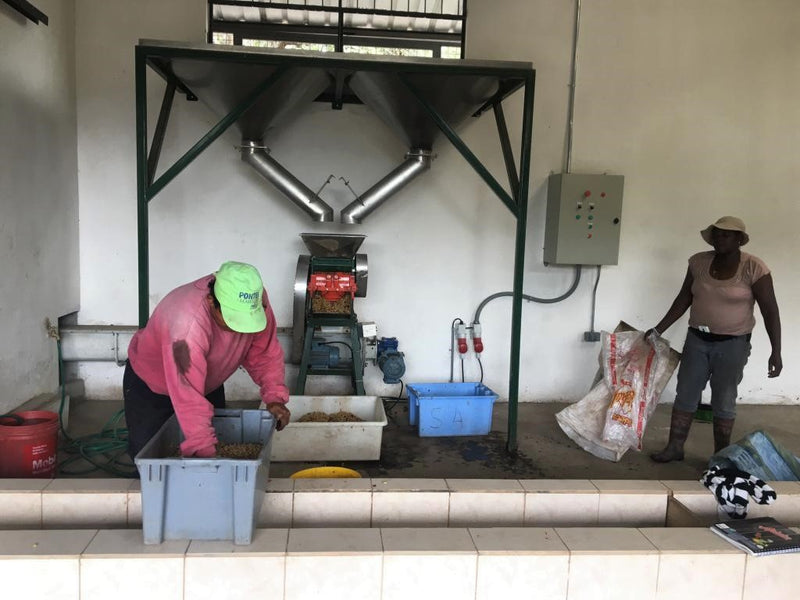 Ecuador Pichincha Imbabura Chirimoya - *51805* - 27275-6 - 69.0 kg GrainPro Bags - SPOT RCWHSE