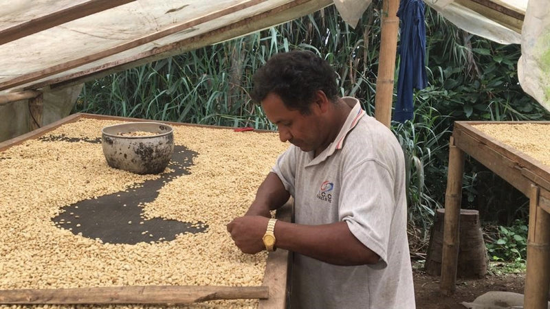 Ecuador Pichincha Imbabura Chirimoya - *51805* - 27275 - 69.0 kg GrainPro Bags - SPOT RCWHSE