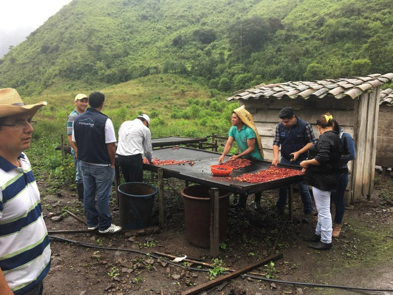 Ecuador Pichincha Imbabura Chirimoya - *51805* - 27275-6 - 69.0 kg GrainPro Bags - SPOT RCWHSE