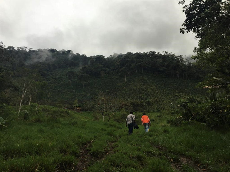 Ecuador Pichincha Imbabura Chirimoya - *51805* - 27275-6 - 69.0 kg GrainPro Bags - SPOT RCWHSE