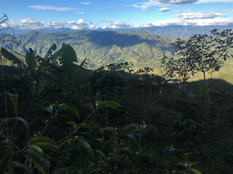 Ecuador Pichincha Imbabura Chirimoya - *51805* - 27275 - 69.0 kg GrainPro Bags - SPOT RCWHSE