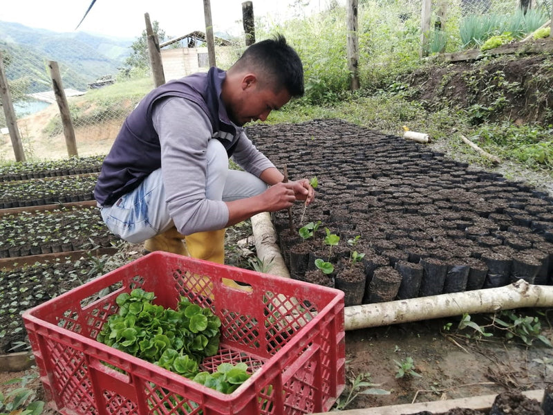 Ecuador Farmgate Zamora Chinchipe Juan Peña Presents Palanda Blend - *51965* - 27273-2 - 25.0 kg Boxes - SPOT RCWHSE