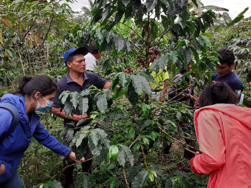 Ecuador Farmgate Zamora Chinchipe Juan Peña Presents Palanda Blend - *51965* - 27273-2 - 25.0 kg Boxes - SPOT RCWHSE
