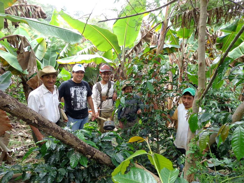 Ecuador Loja Protected Designation Of Origin Project - *46198C* - 25160 - 69.0 kg GrainPro Bags - SPOT SHANGHAI