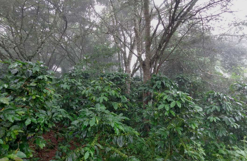 Ecuador Loja Protected Designation Of Origin Project - *46198C* - 25160 - 69.0 kg GrainPro Bags - SPOT SHANGHAI
