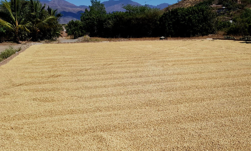 Ecuador Loja Protected Designation Of Origin Project - *46198C* - 25160 - 69.0 kg GrainPro Bags - SPOT SHANGHAI