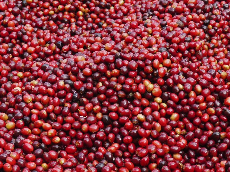 El Salvador Finca El Guarumal Natural Caturra - *49809H* - 25421 - GrainPro Bags - SPOT DUPUYHOU