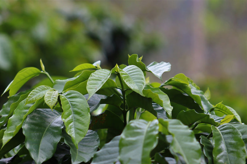 PERU ORGANIC HUABAL EDWARD GONZALES - 29915 - GrainPro Bags - SPOT RCWHSE