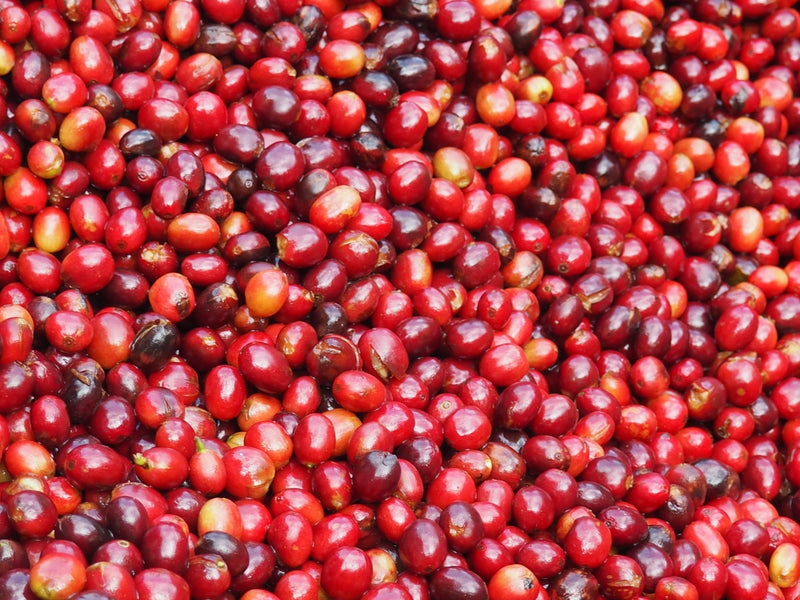 PERU ORGANIC HUABAL EDWARD GONZALES II - 29916 - GrainPro Bags - SPOT RCWHSE