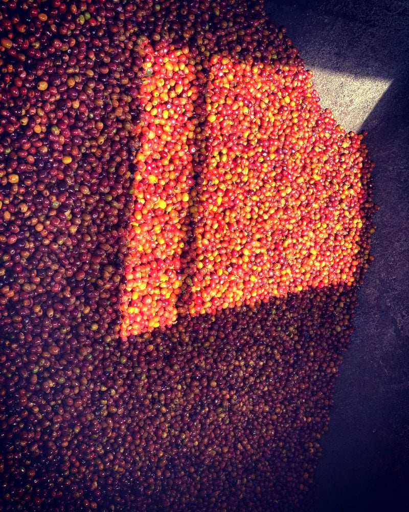 Crown Jewel Colombia Carbonic Natural Raspberry Co-Ferment Edwin Noreña - 37711-1 - SPOT RCWHSE