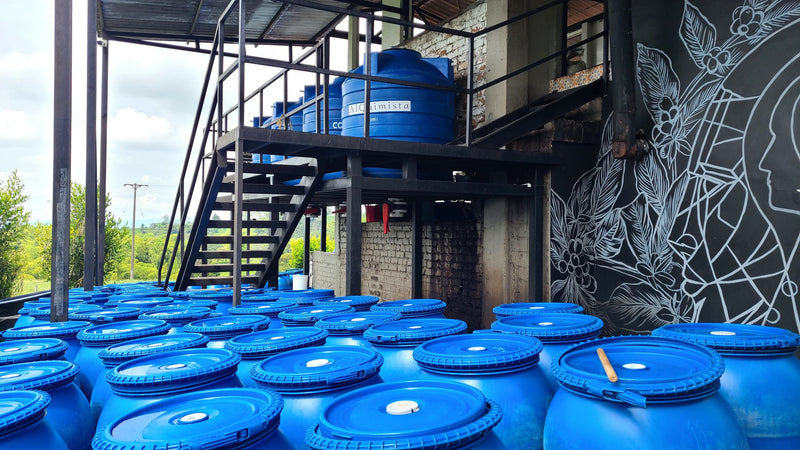 Crown Jewel Colombia Carbonic Honey Peach Co-Ferment Edwin Noreña - 37698-1 - SPOT RCWHSE