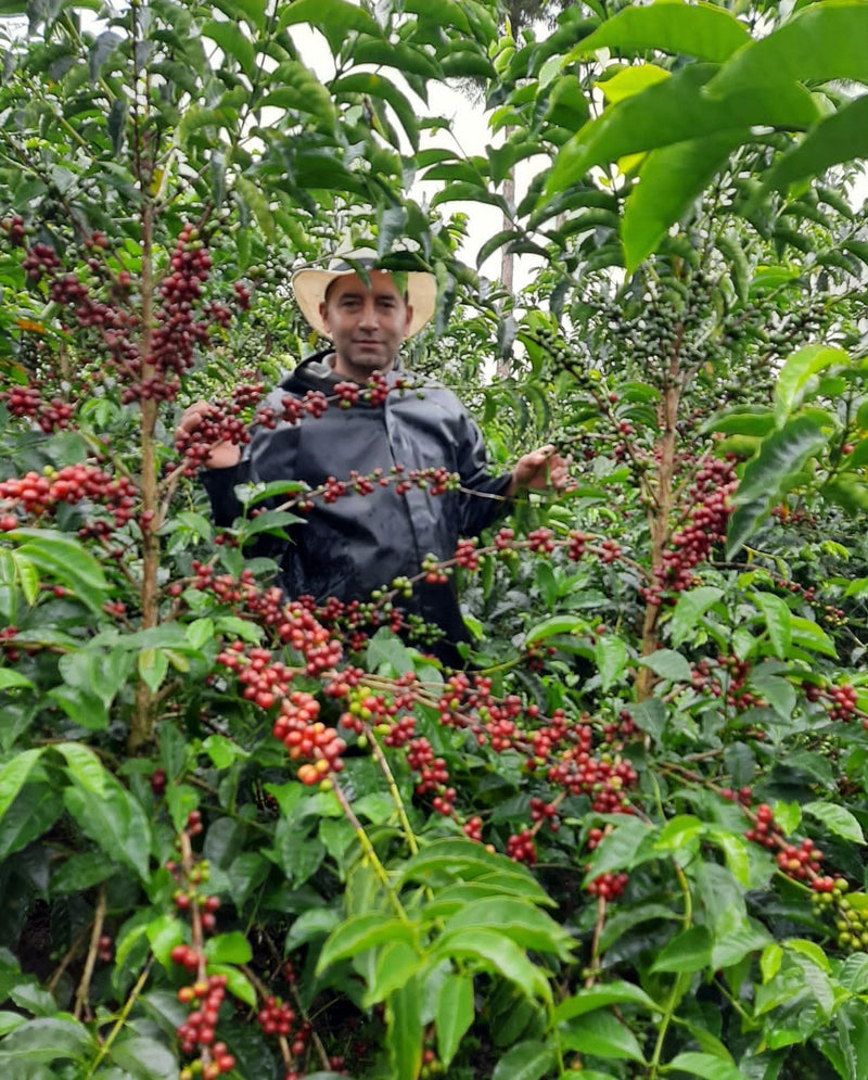 Colombia Huila San Adolfo A - *51427* - 24961 - GrainPro Bags - SPOT RCWHSE