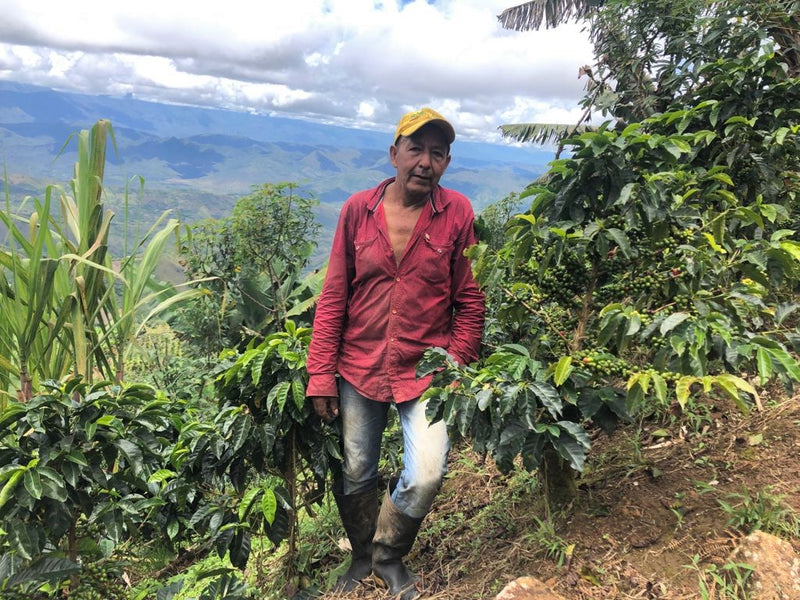 Colombia Narino El Carmen - 28818 - 69.8 kg GrainPro Bags - SPOT RCWHSE