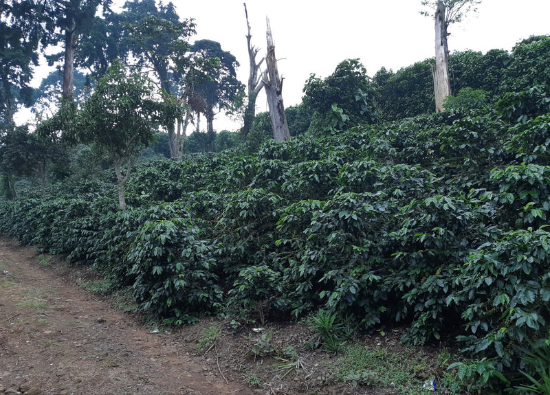 El Salvador Finca El Gobiado Natural Orange Bourbon - *49808* - 25366 - GrainPro Bags - SPOT RCWHSE
