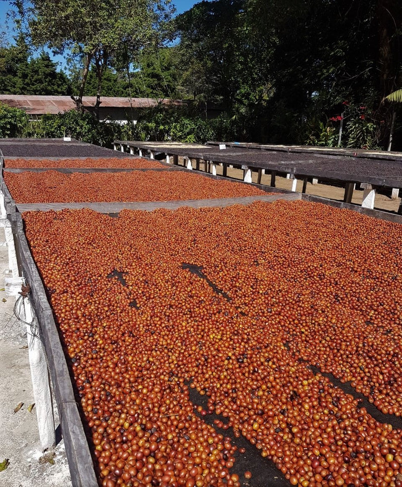 El Salvador El Gobiado Rainbow Bourbon Anaerobic Natural - 40464 - GrainPro Bags - SPOT RCWHSE